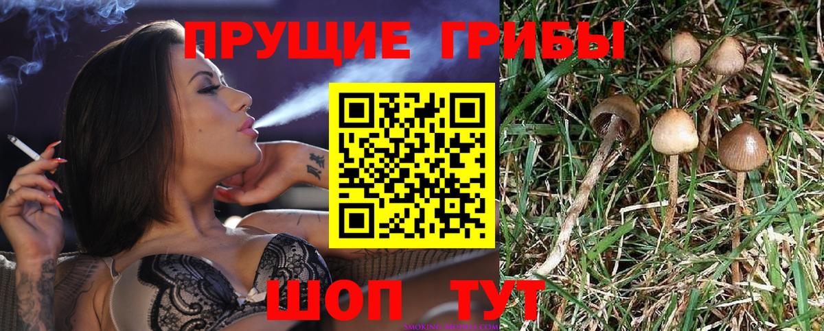 Псилоцибиновые грибы Psilocybine cubensis Липецк